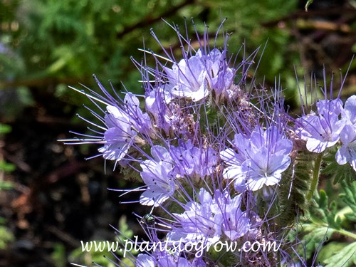 Lacy Phacelia (Phacelia tanacetifolia)
The lacy texture of the flower comes from the numerous long anthers.